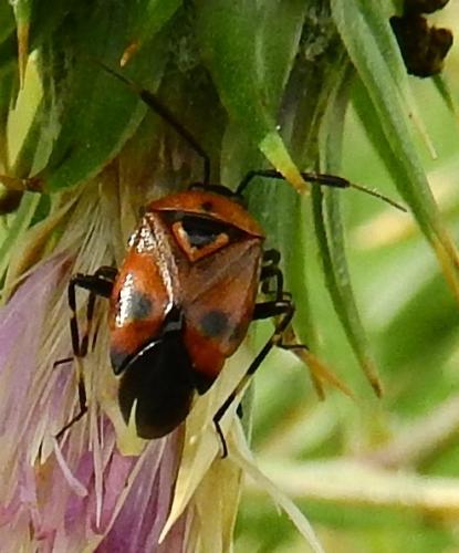 Réf. 258 175 : Deraeocoris punctum